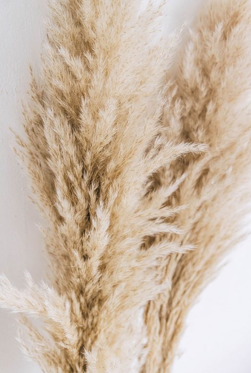 Extra Large Pampas Grass Bunch